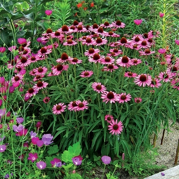Echinacea 'Pixie Meadowbrite™' 'CBG Cone 2' PP18546
