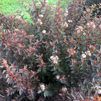 Physocarpus opulifolius 'Sweet Cherry Tea™'