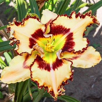 Hemerocallis 'King of the Ages' 