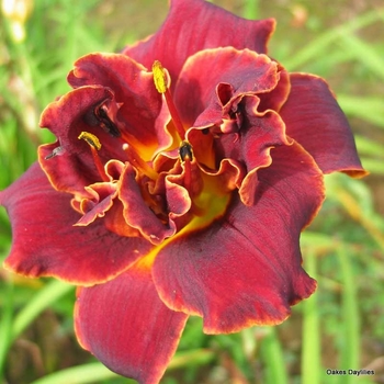 Hemerocallis 'Night Embers' 
