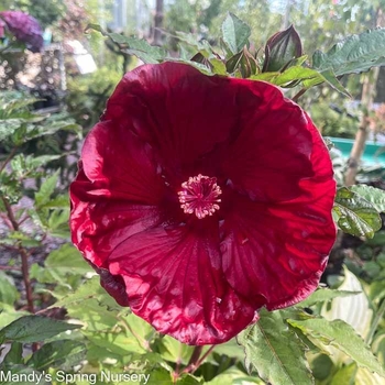 Hibiscus 'Blackberry Merlot' 