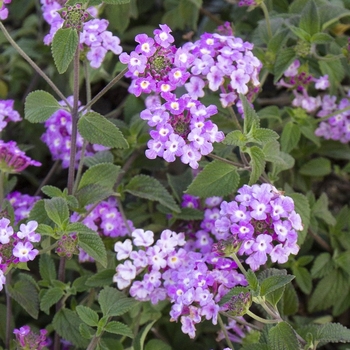 Lantana sellowiana 'Trailing Lavender' 