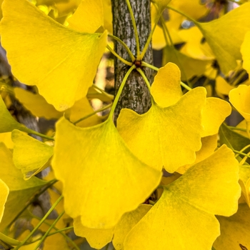 Ginkgo biloba 'GoGo™' Menhir PPAF