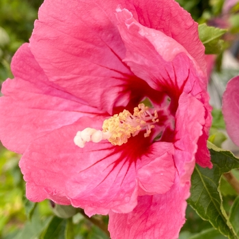 Hibiscus syriacus 'SHIMRR38' PP27195