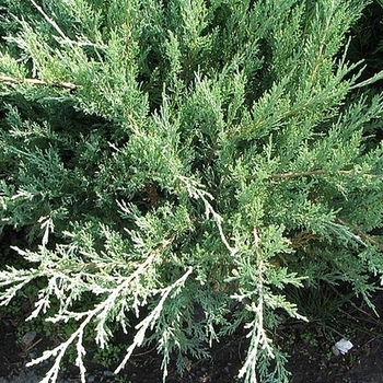 Juniperus chinensis 'Hetzii Glauca' 