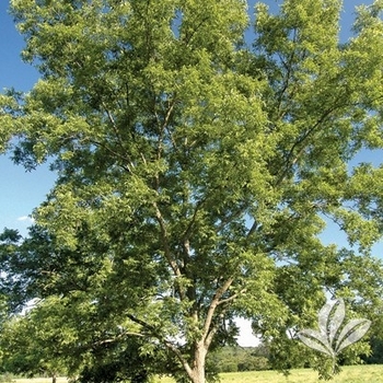 Carya illinoinensis 'Cape Fear' 