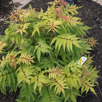 Sorbaria sorbifolia 'Cherry On Top™'