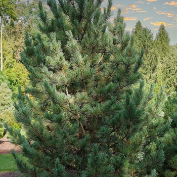 Pinus cembra 'Herman' 