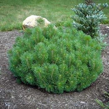 Pinus mugo 'Little Rick™' 