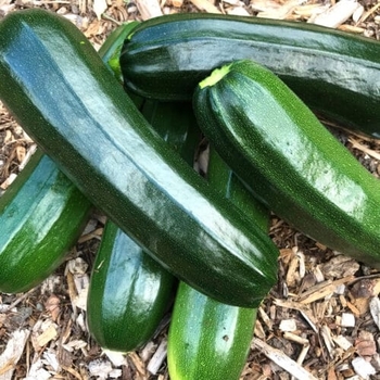 Cucurbita pepo 'Dark Green' 