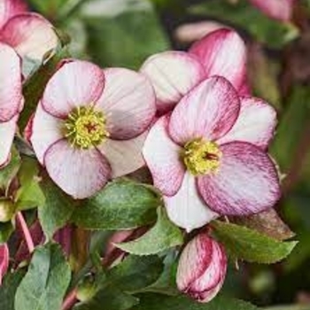 Helleborus x glandorfensis 'COSEH 5400' PPAF