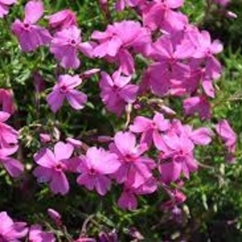 Phlox subulata 'Light Pink' 