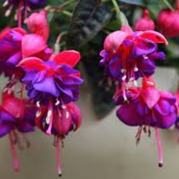 Fuchsia magellanica 'Upright Rose & Purple' 