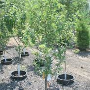 Malus '4-in-1' 