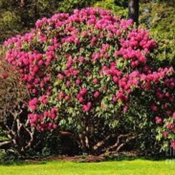 Rhododendron P.J.M. 'Landmark' 