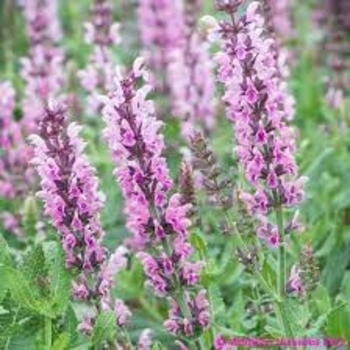 Salvia nemorosa 'Light Pink' 