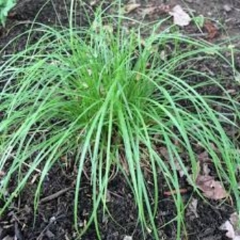 Carex pensylvanica