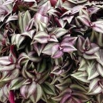 Tradescantia zebrina 'Purpusii' 