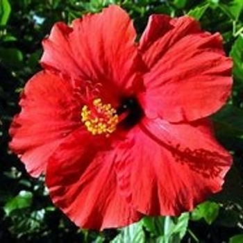 Hibiscus rosa-sinensis 'Red Hot' 