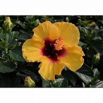 Hibiscus rosa-sinensis 'Sunset Yellow' 