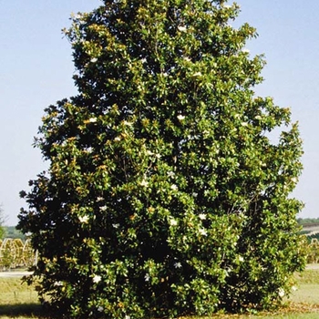 Magnolia grandiflora 'Miss Chloe®' 