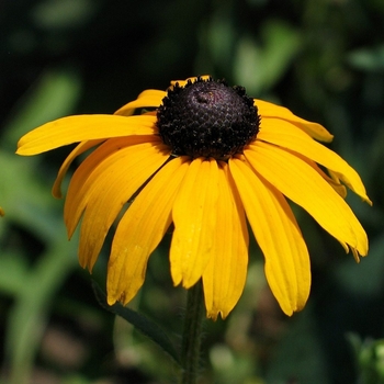 Rudbeckia fulgida var. speciosa