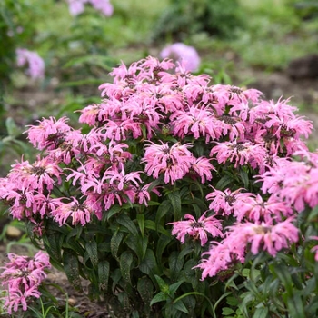 Monarda 'Electric Neon Coral' PPAF