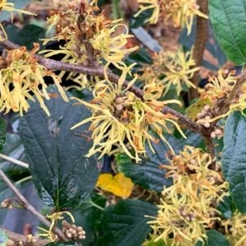 Hamamelis virginiana 'Sunglow' 