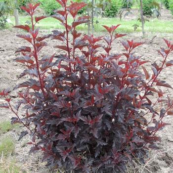 Physocarpus opulifolius 'Black Jack™'