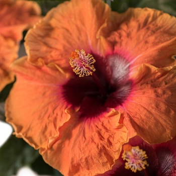 Hibiscus rosa-sinensis 'Disco Diva™' 