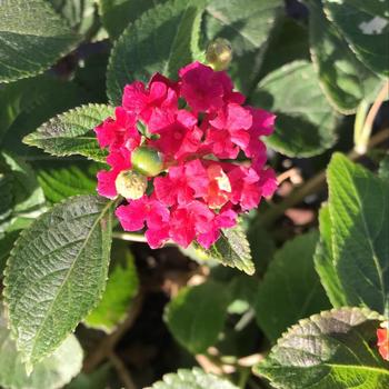 Lantana camara 'Dwarf Pink' 