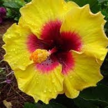 Hibiscus rosa-sinensis 'Rico Suave™' 