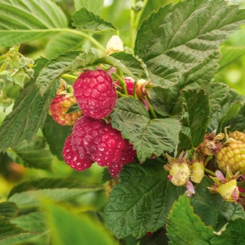 Rubus idaeus var. strigosus 'Willamette' 