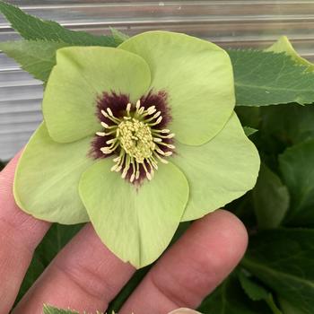 Helleborus Honeymoon® 'Irish Luck'