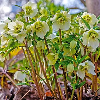 Helleborus niger