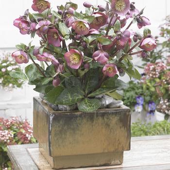 Helleborus 'ABCRD01' PP24149