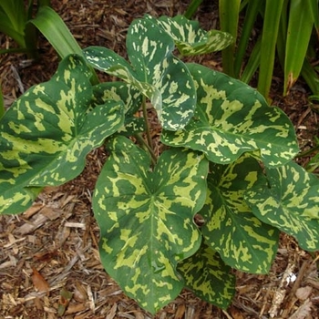 Alocasia 'Hilo Beauty' 