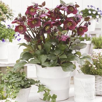 Helleborus Frostkiss® 'Anna's Red'