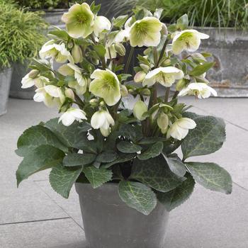 Helleborus 'EPBRD01' PP25685