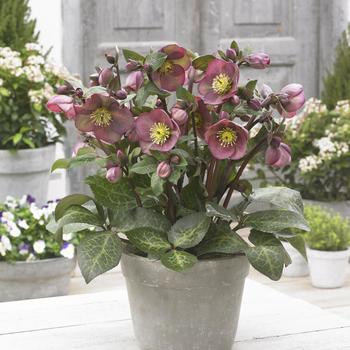 Helleborus 'RD09' PP27121