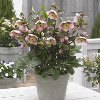 Helleborus Frostkiss® 'Bayli's Blush®'