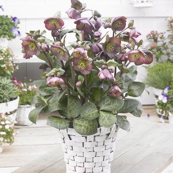 Helleborus Frostkiss® 'Dana's Dulcet'