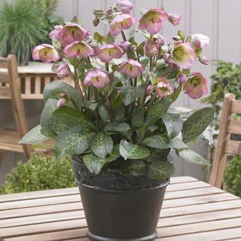 Helleborus Frostkiss® 'Dorothy's Dawn™'