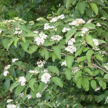 Cornus asperifolia var. drummondii