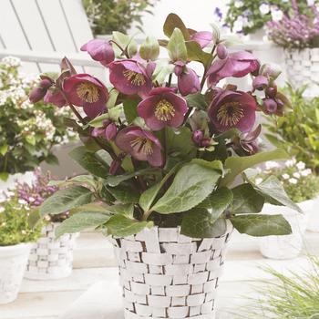 Helleborus x iburgensis 'Charmer' PP29873