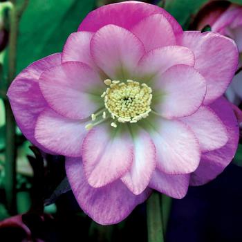 Helleborus 'Pink' 