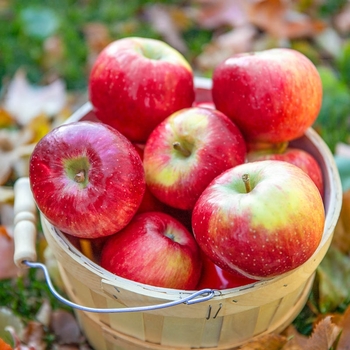 Malus 'Fruit Salad Tree' 