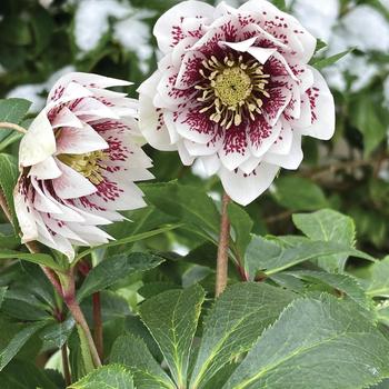 Helleborus North Star™ Ruby Heart