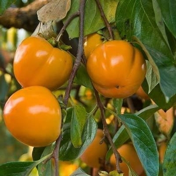 Diospyros kaki 'Fuyu' 