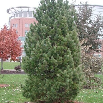 Pinus cembra 'Algonquin Pillar' 